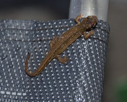 Salamander boven op een stoeltje